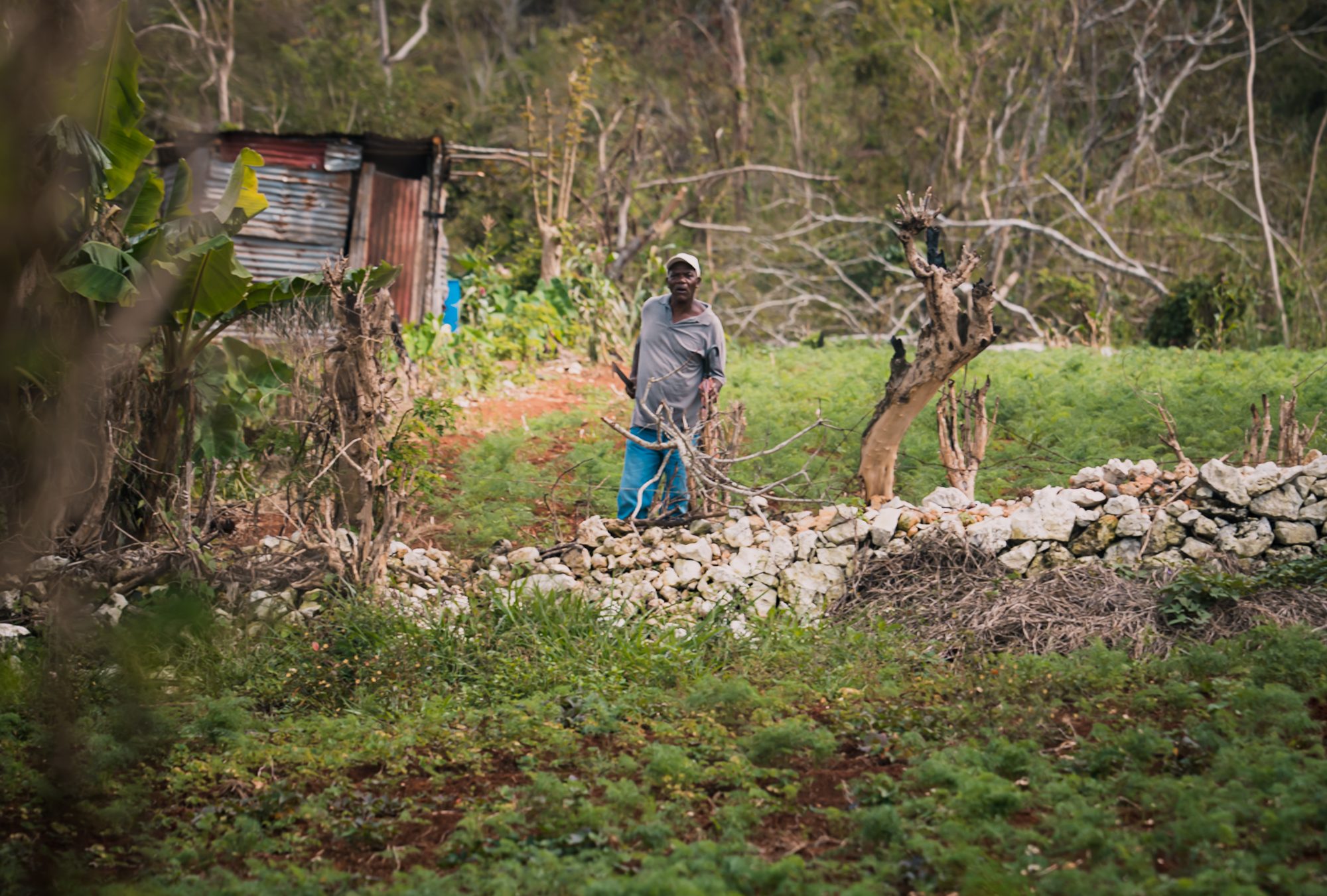 Man clearing a hillside plot among broken trees