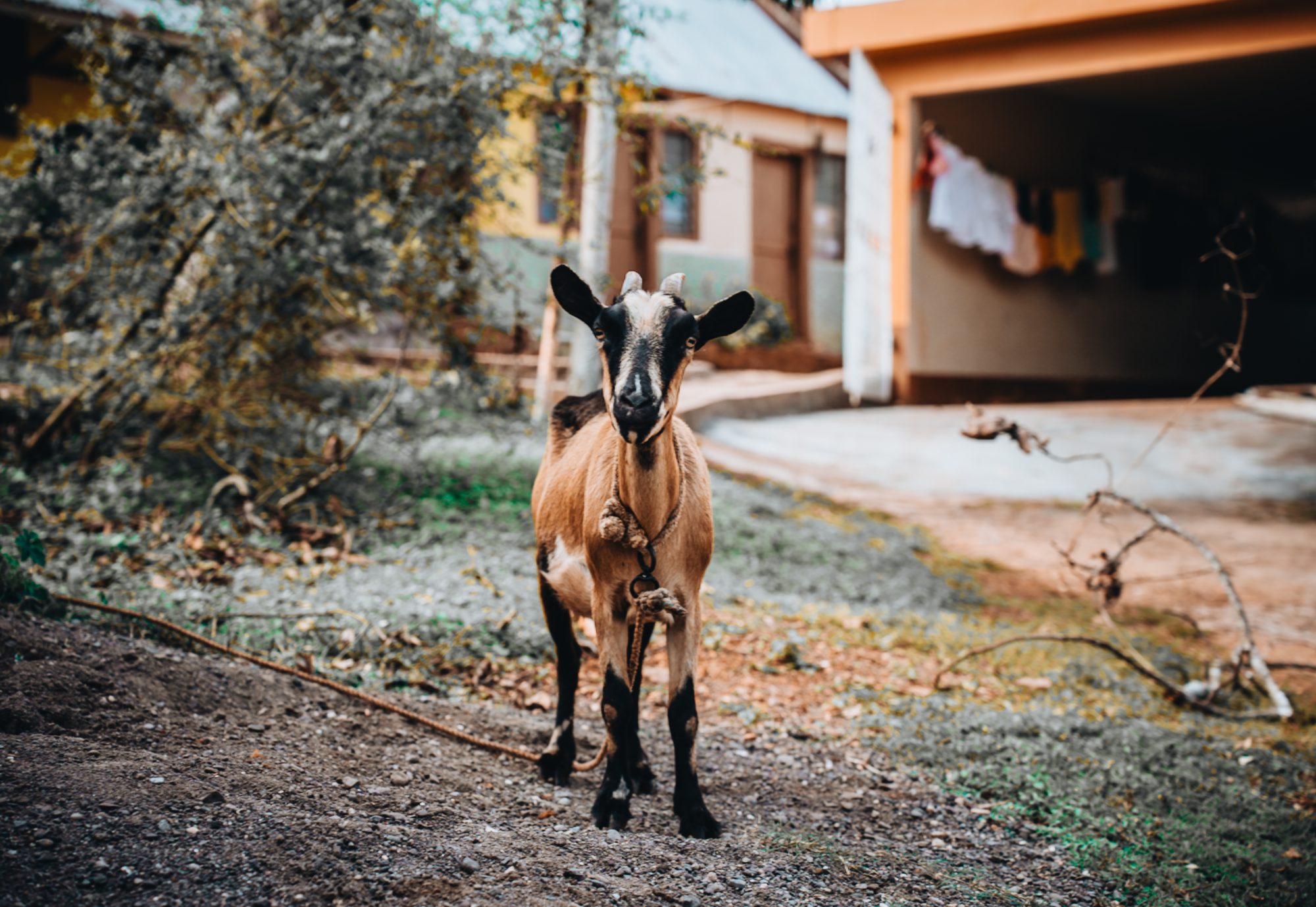 Goat in a yard beside houses with laundry drying