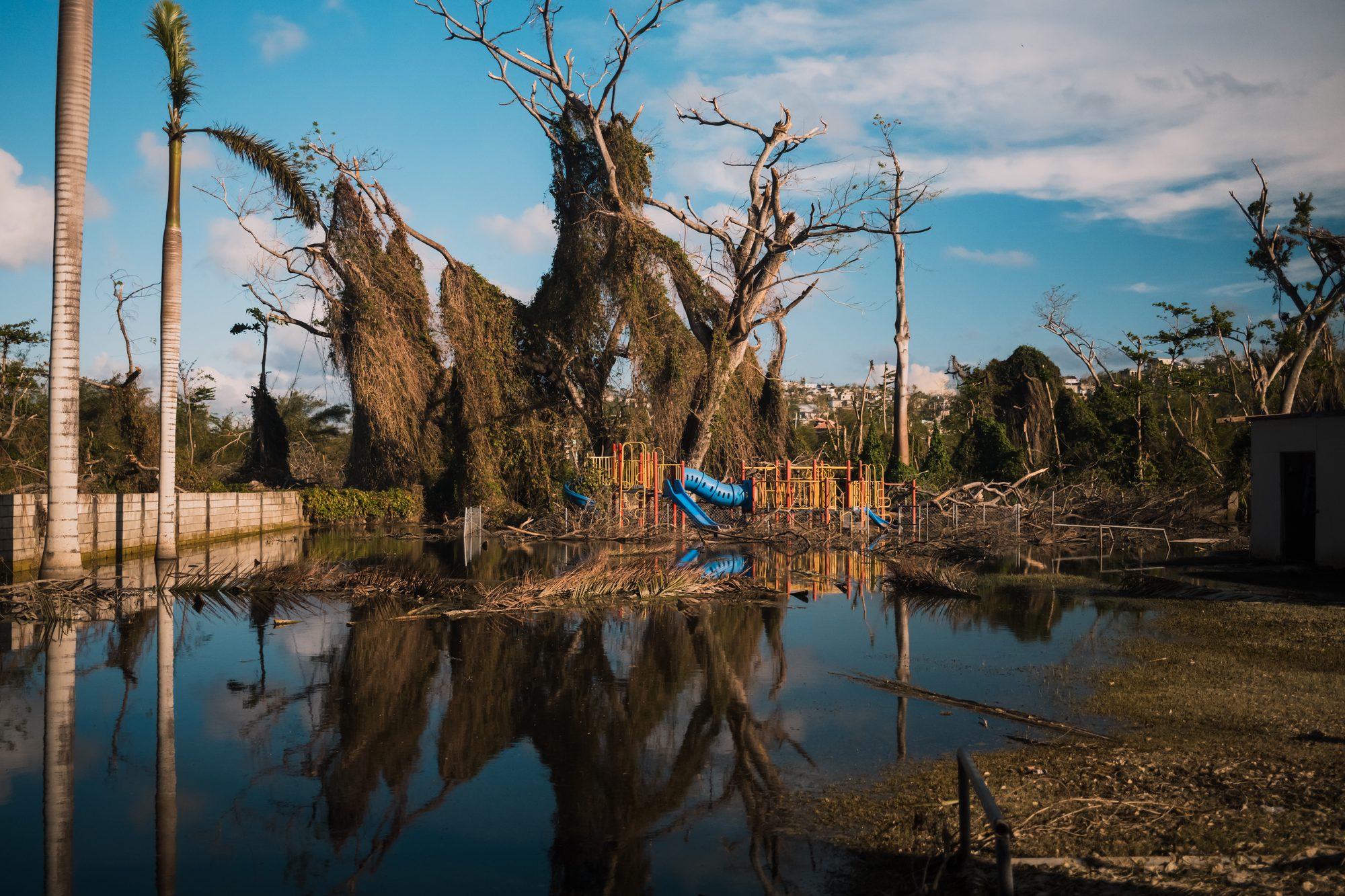 Stripped trees and standing floodwater