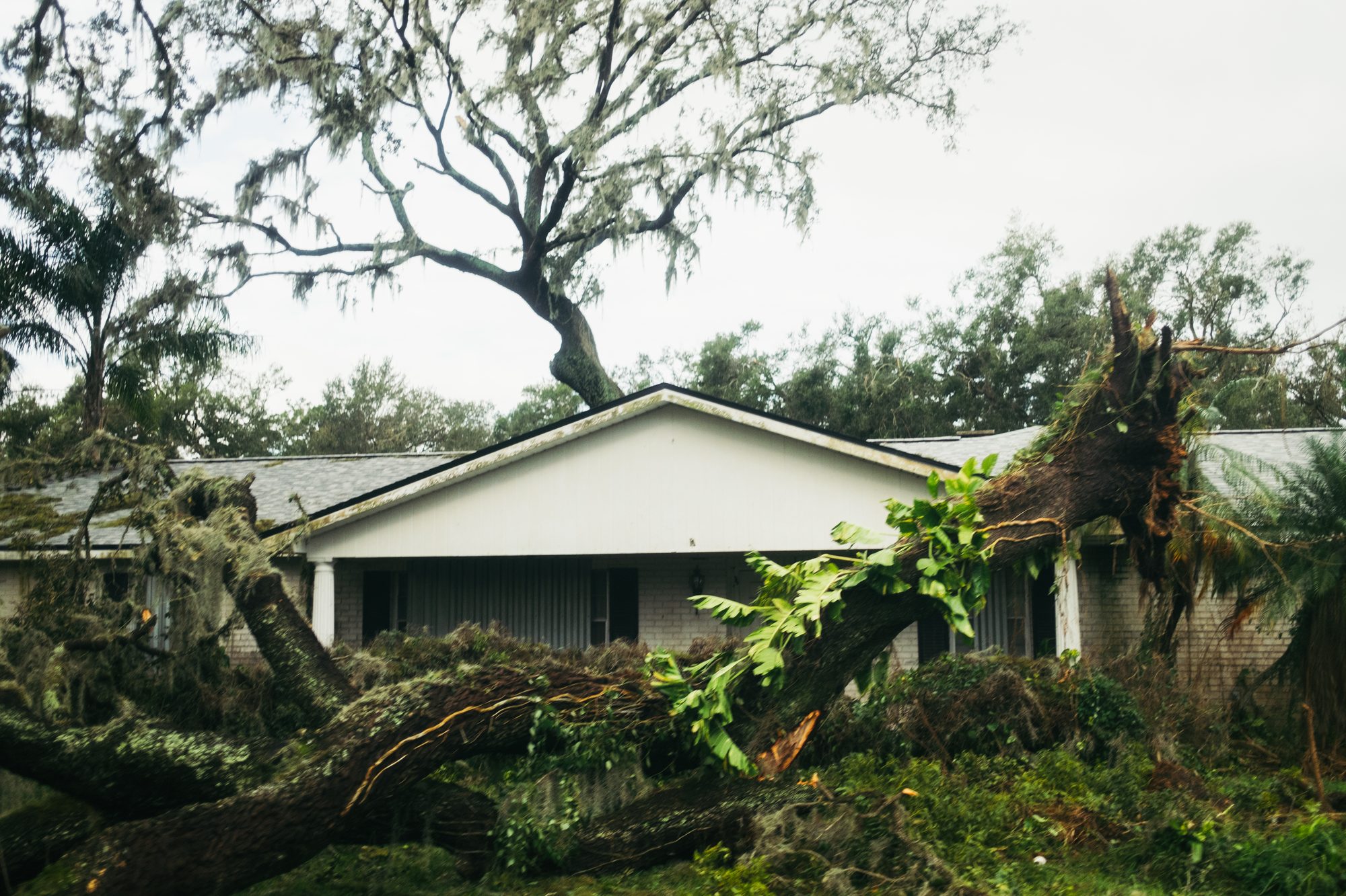 House with a fallen oak across the front yard